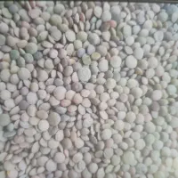 عدس درجه یک بوجاری شده هرکیلو۳۰۰تومان