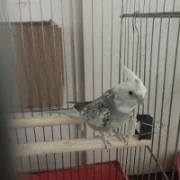 عروس هلندی نر|پرنده|پاکدشت, پاکدشت (مامازند)|دیوار