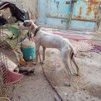 سگ داگو آرژانتینی|سگ|یاسوج, |دیوار