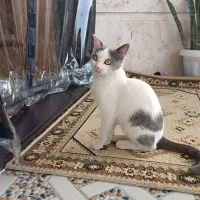 گربه های خانگی