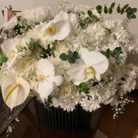 گل ارکیده نو طبیعی