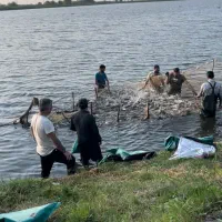 نگهبان استخر ماهی