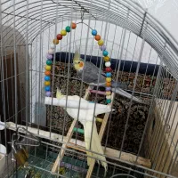 عروس هلندی جفت|پرنده|ابهر, |دیوار