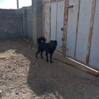 سگ نگهبان|سگ|سروستان, |دیوار