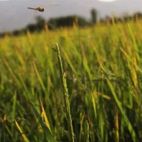 تخم کشت چلتوک کره ای  خوب