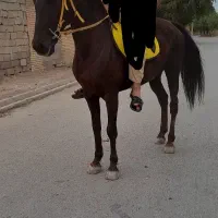 مادیون خالص