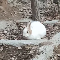 خرگوش فروشی