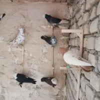 عشقبازی|پرنده|کاشمر, |دیوار