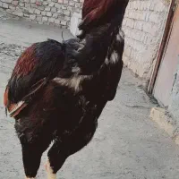 خروس لاری