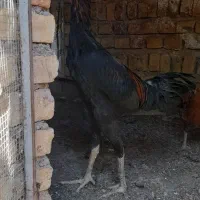 معاوضه با مرغ محلی|حیوانات مزرعه|ضیاء آباد, |دیوار