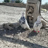 کبوتر طوق شازده نروماده|پرنده|شیراز, رحمت‌آباد|دیوار