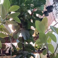 حراج گل‌های آپارتمانی به علت تعطیلی گلخانه