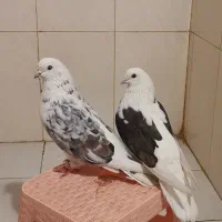 کفتر پرشی نسل دار|پرنده|شاهدشهر, |دیوار