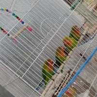 طوطی برزیلی