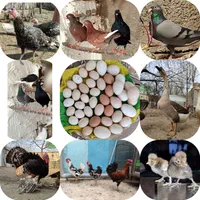 جوجه طاووس برهما لهستانی بوقلمون کبوترکوشین تخم|پرنده|رودهن, |دیوار
