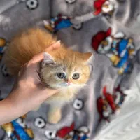 بریتیش گلدny12دوماهه