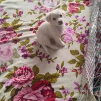 سگ شیتزو|سگ|تهران, شکوفه (عبدل آباد)|دیوار