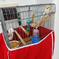 عروس هلندی