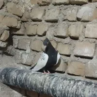 سینه سرکه ای