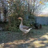 فروش غاز نر