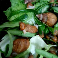 حلزون های آچاتینو|خزنده|ایلام, |دیوار