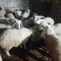 بره نر و ماده|حیوانات مزرعه|رفسنجان, |دیوار