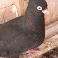 چند تاکغتر خشگل