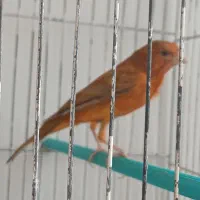 نر دارچینی مست شلاقی