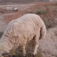 بره نروماده گوشتی
