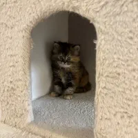 گربه بریتیش لانگ