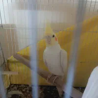 عروس هلندی نر قیمت 800 برای مشتری تخفیفم داره|پرنده|بجنورد, |دیوار