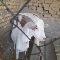نری سانن|حیوانات مزرعه|رفسنجان, |دیوار