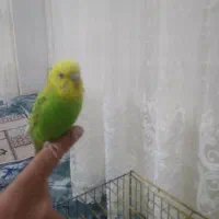 جفت مرغ عشق