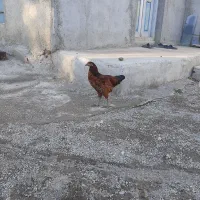 خروس لاری و غاز محلی|حیوانات مزرعه|بیله سوار, |دیوار