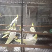 جوجه عروس هلندی دو کت|پرنده|بابل, |دیوار