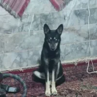 سگ هاسکی چشم یخی اصیل ماده|سگ|مشهد, مصلی (کارمندان اول)|دیوار