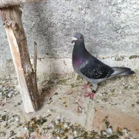 پلاکی گرفته پرینت دار