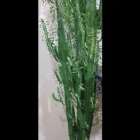 گل کاکتوس