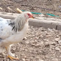 مرغ و خروس های زببا و پر تکثیر