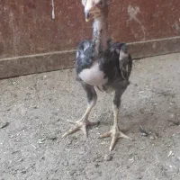 لاری|حیوانات مزرعه|قم, بوستان جوان|دیوار