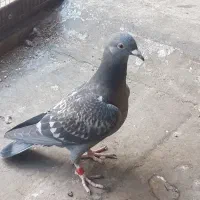 کبوتر پلاکی