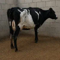 گاو کل با گوساله