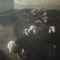 قیمت 800گیلولی.|حیوانات مزرعه|بوئین زهرا, |دیوار