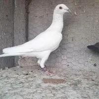کبوتر چهارتا صید پررشی