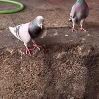 کبوتر ابلغ