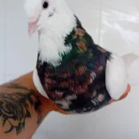 طوقی نر هفت رنگ شهریار رزکان استم