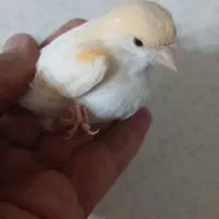 ماده قناری مست