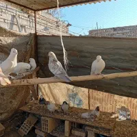 کبوتر|پرنده|تیران, |دیوار