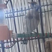 سهره قلمی|پرنده|مسجد سلیمان, |دیوار