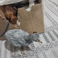 جوجه برهما ،سلطان ،